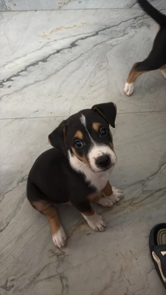 Three six-week-old indie puppies need homes in Kichha, Uttarakhand, adoptable dog in Haldwani