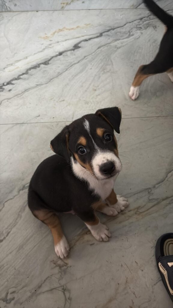 A black, tan and white indie puppy looking up at the camera on a tiled floor in Kichha, Uttarakhand