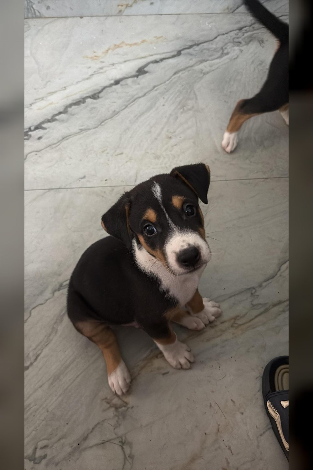 Three six-week-old indie puppies need homes in Kichha, Uttarakhand