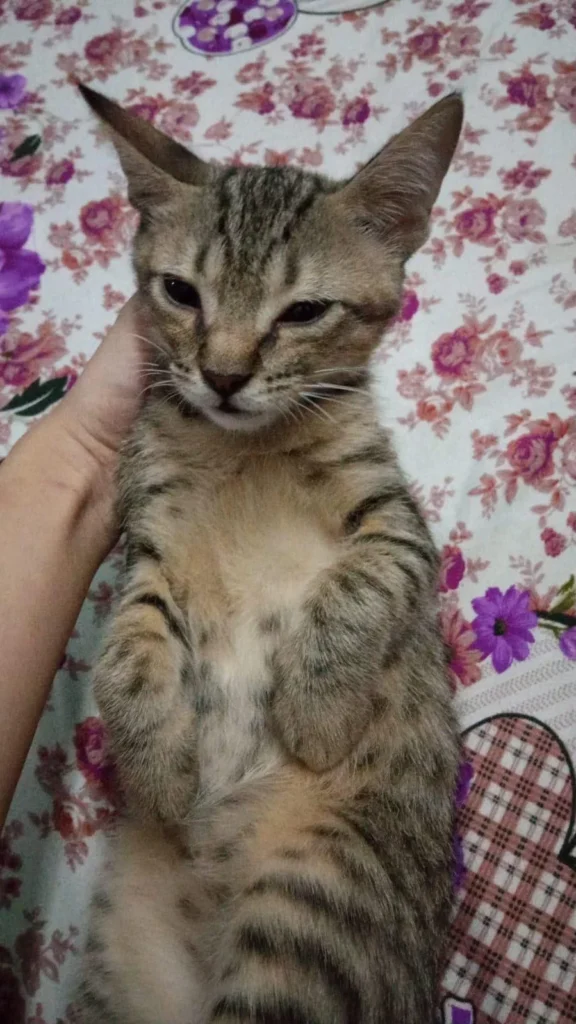 5-month-old Persian–Indie mix male kitten up for adoption - kitten in Delhi NCR