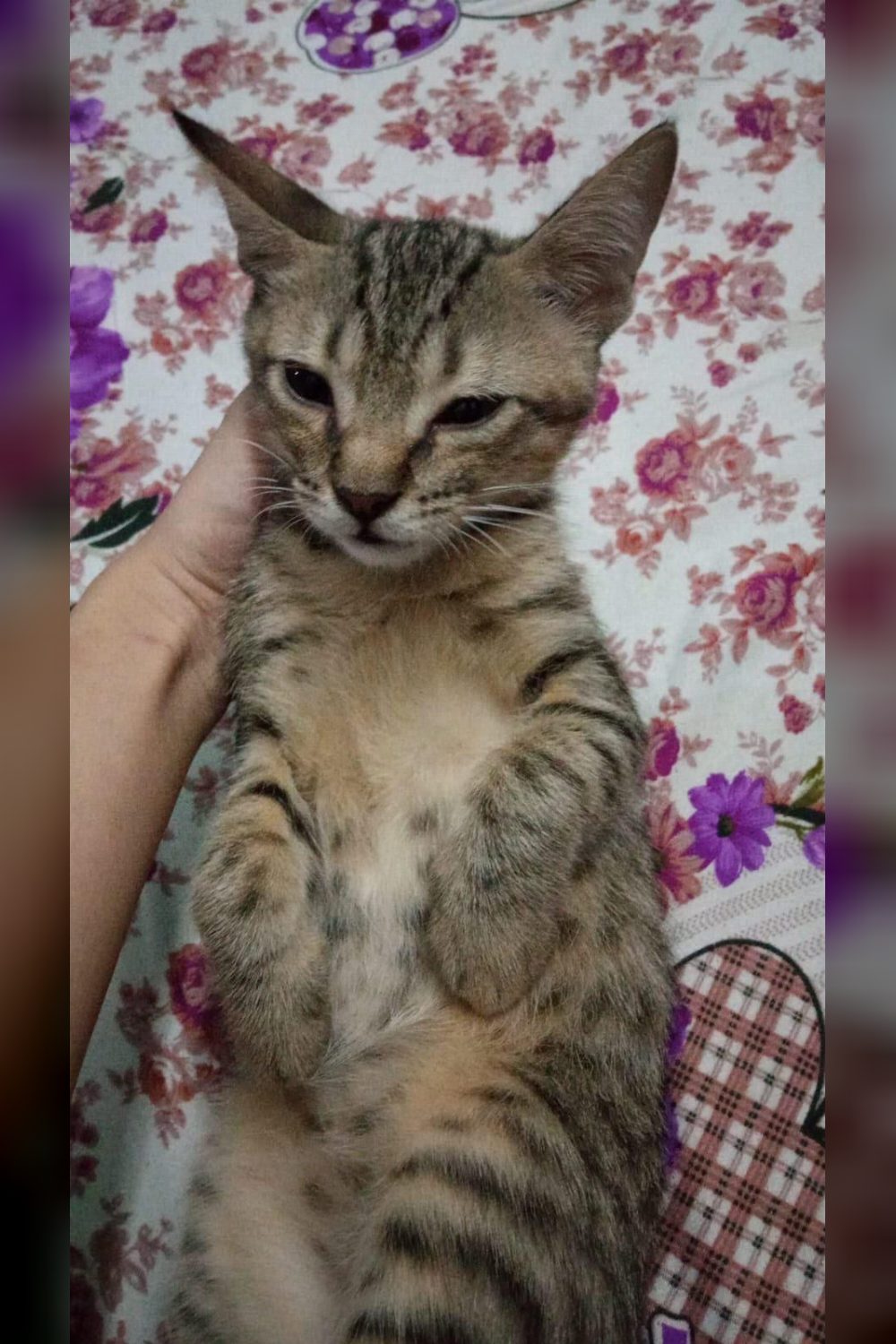 A 5-Month-Old Kitten With Hind-Leg Paralysis Who Hasn’t Noticed — Delhi NCR