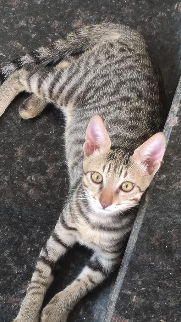 3-month-old kitten looking for a home in Hyderabad