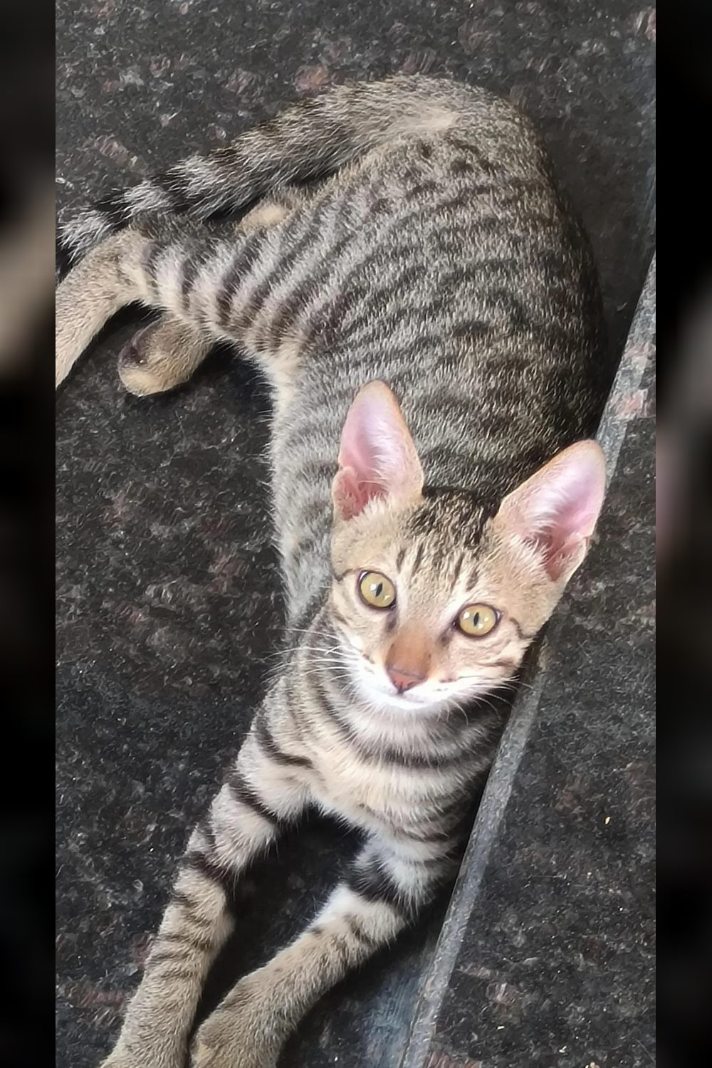 Two 3-month-old kittens need homes — Hyderabad