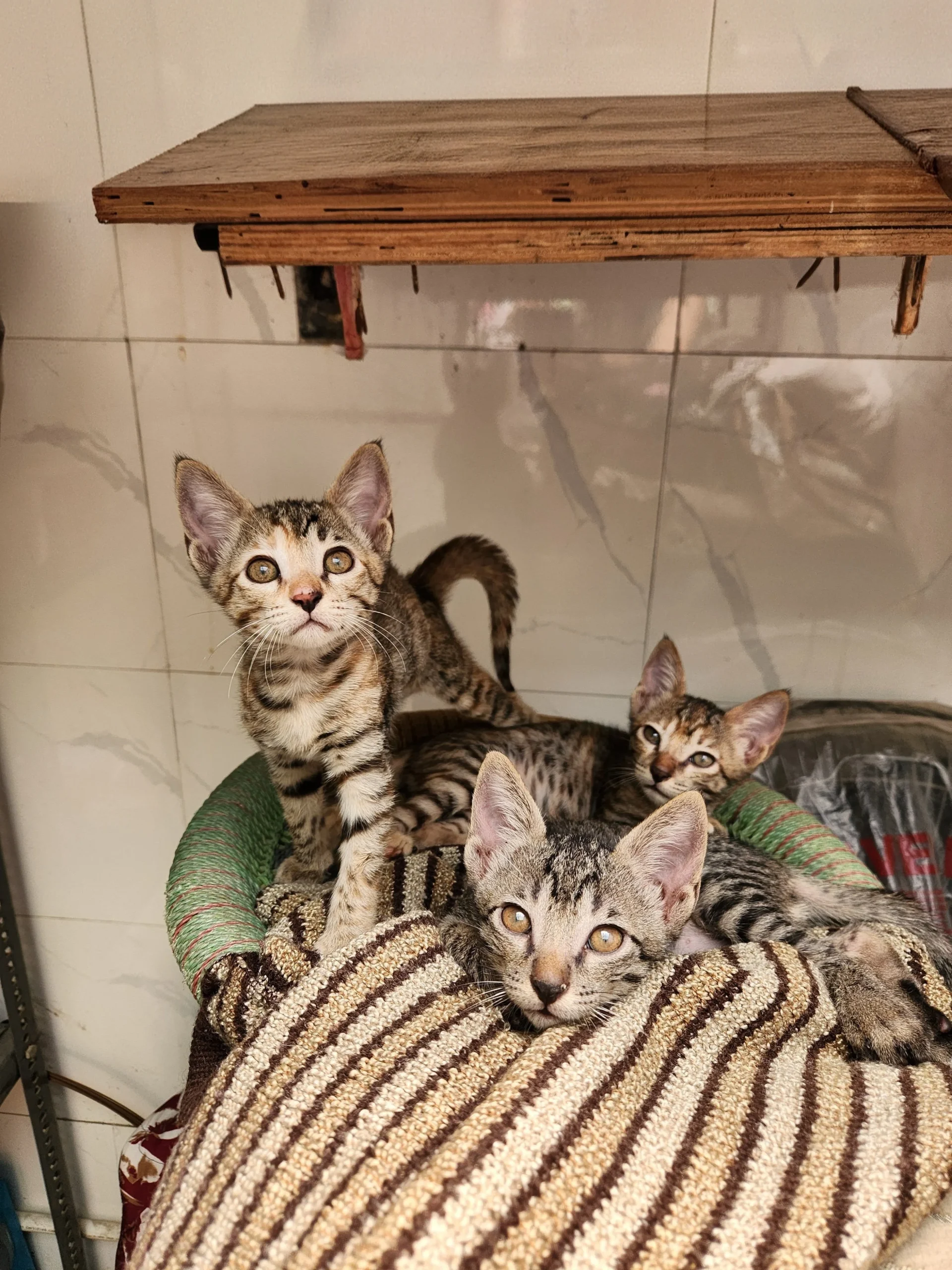 Three kittens found in Gurgaon, Delhi NCR, looking for adoption after their sibling was attacked by street dogs