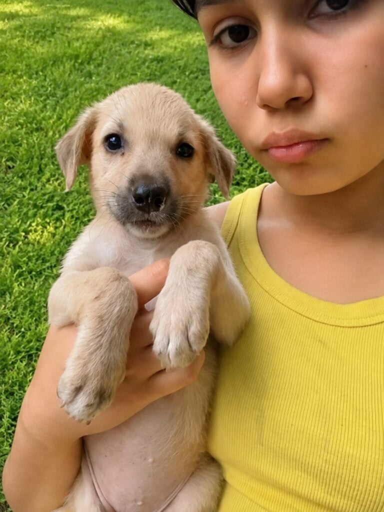 Brownie, a 40-day-old indie puppy abandoned in Mansarovar Garden, adoptable dog in Delhi NCR
