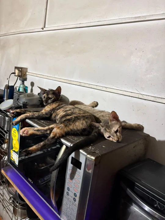 Two Playful Four-Month-Old Kittens Need a Home Urgently, adoptable cat in Lucknow