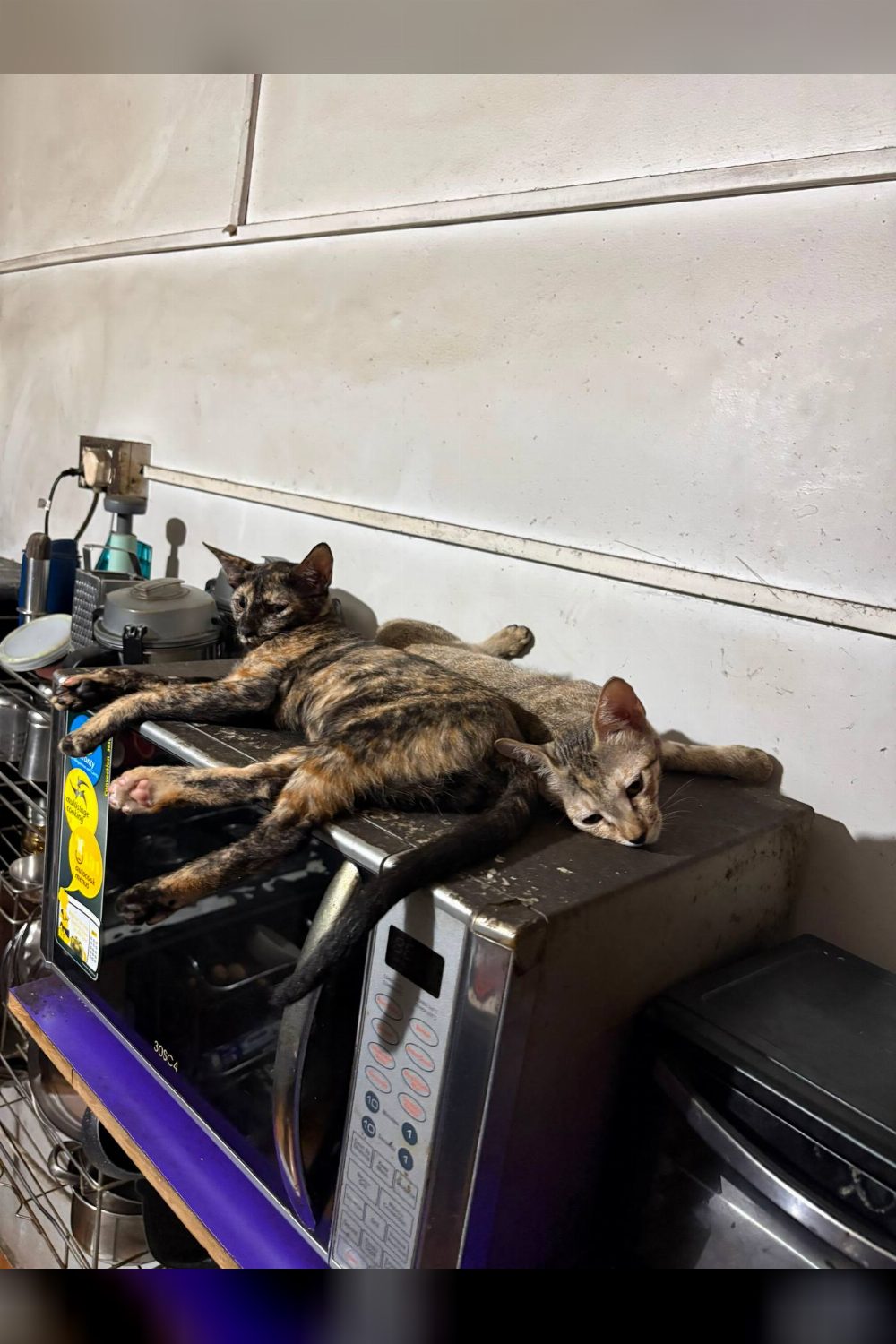 Two Playful Four-Month-Old Kittens Need a Home Urgently — Lucknow