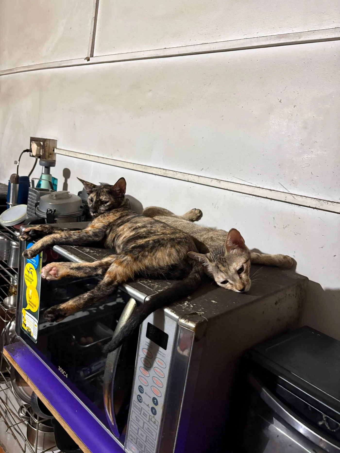 Two Playful Four-Month-Old Kittens Need a Home Urgently in Lucknow