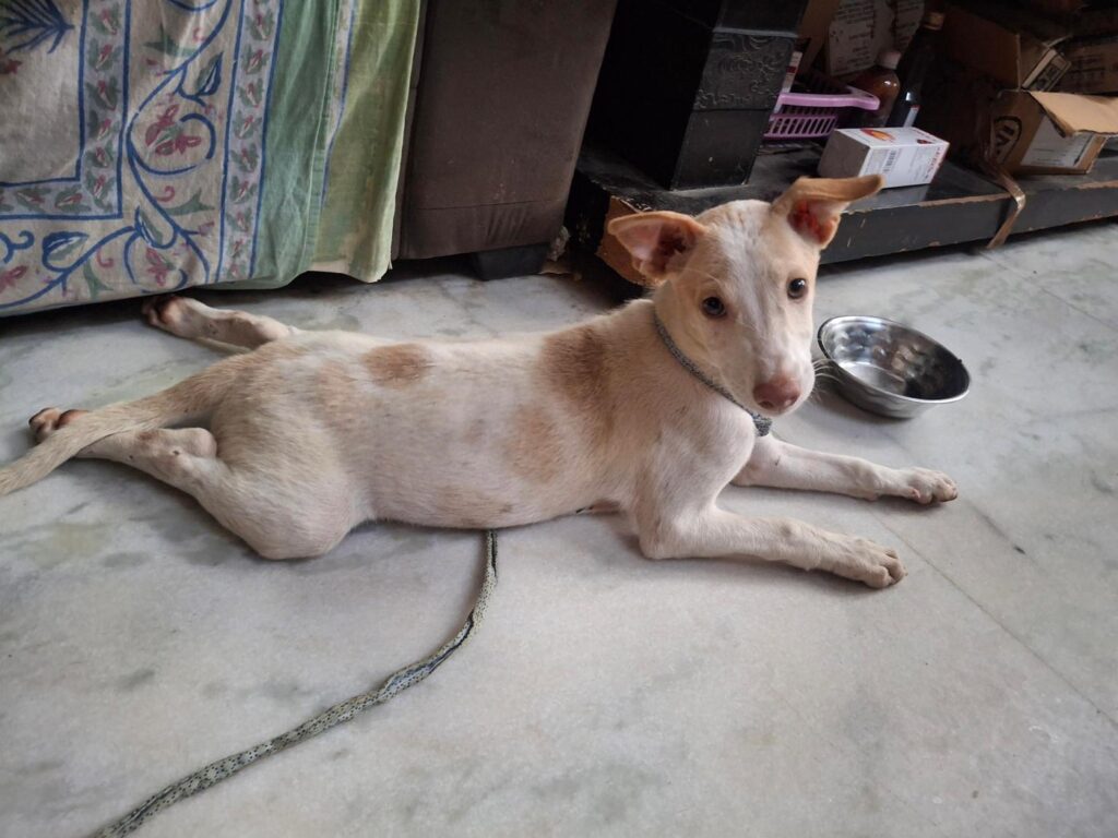 Pari, a white and tan indie puppy, lying on a doorstep beside a steel water bowl