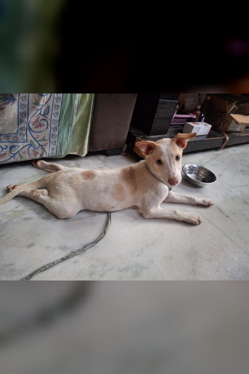 Pari, a three-month-old pup who beat parvo, needs a home in Rani Bagh — Delhi NCR