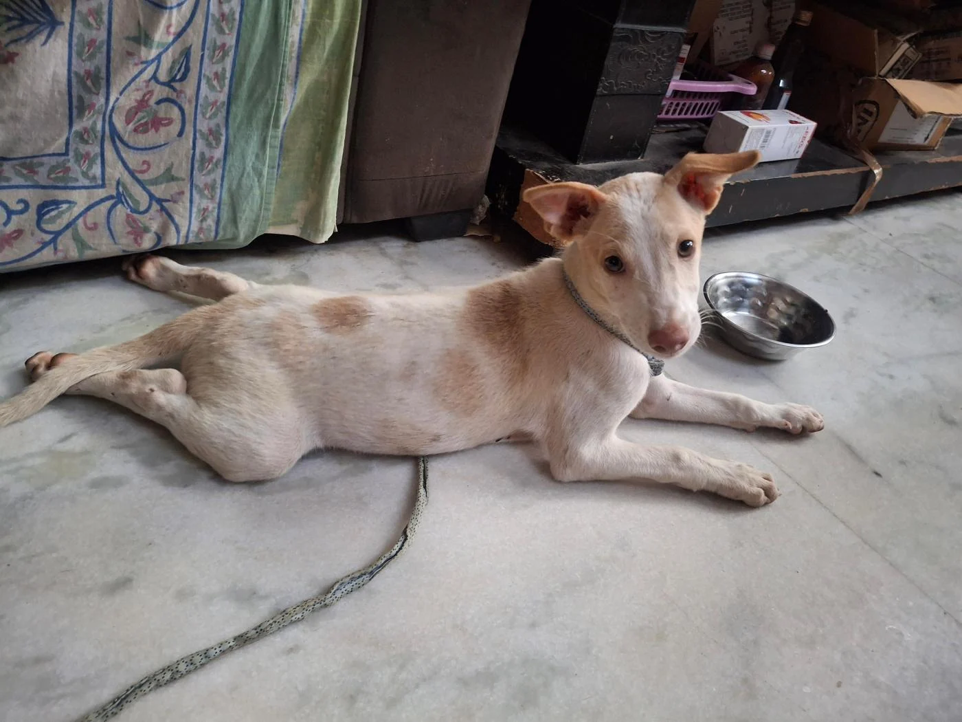 Pari, a three-month-old pup who beat parvo, needs a home in Rani Bagh in Delhi NCR