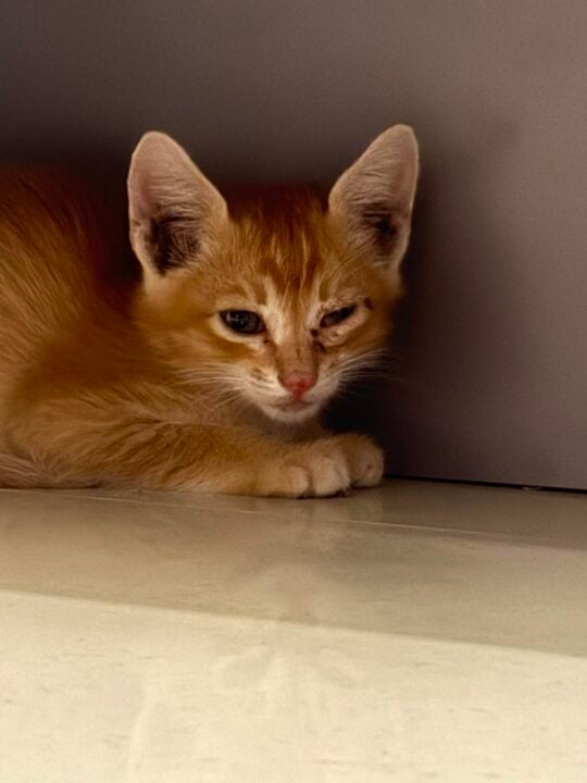 A rescued kitten in Bengaluru needs a home, or a foster, quickly, adoptable cat in Bengaluru