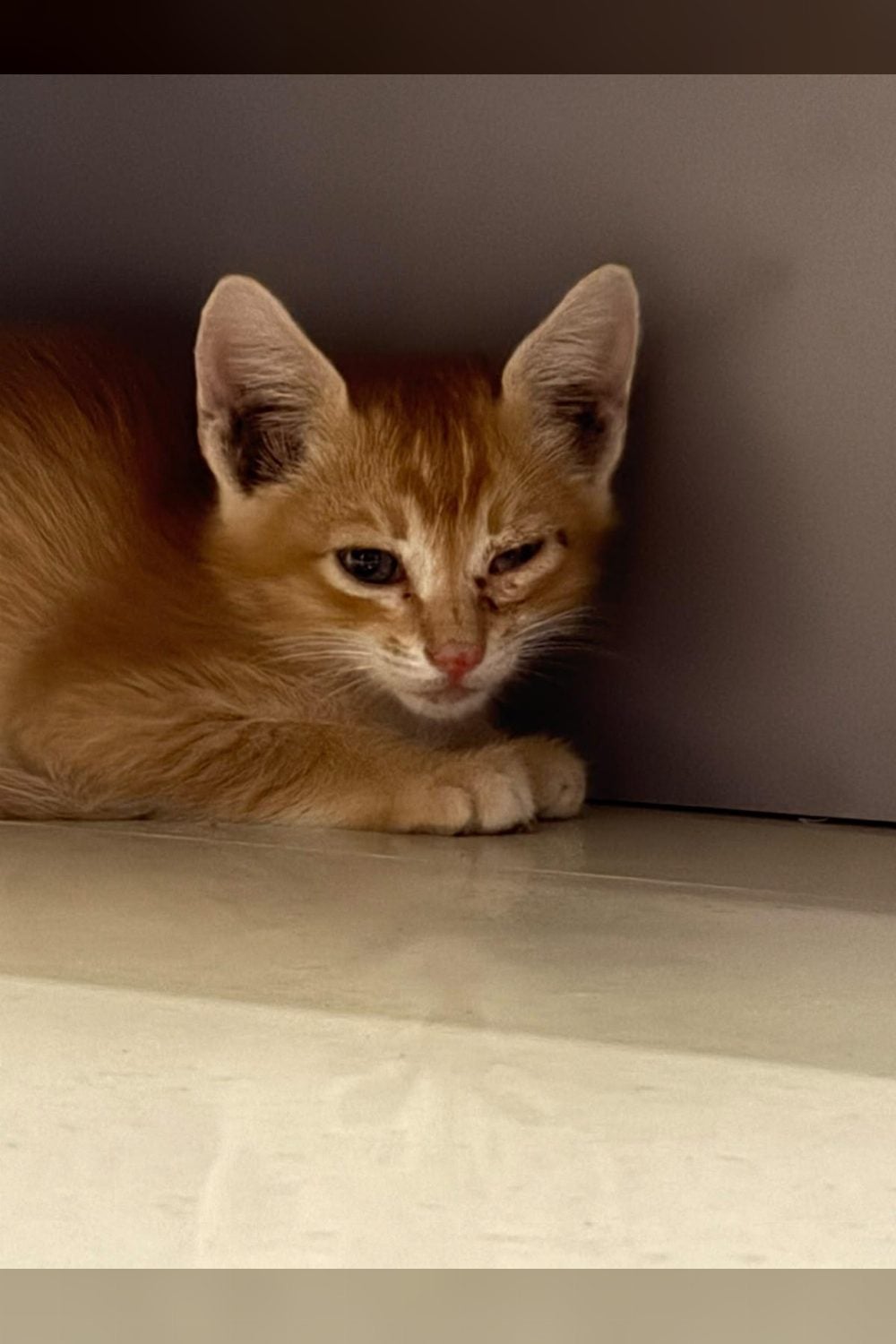 A rescued kitten in Bengaluru needs a home, or a foster, quickly