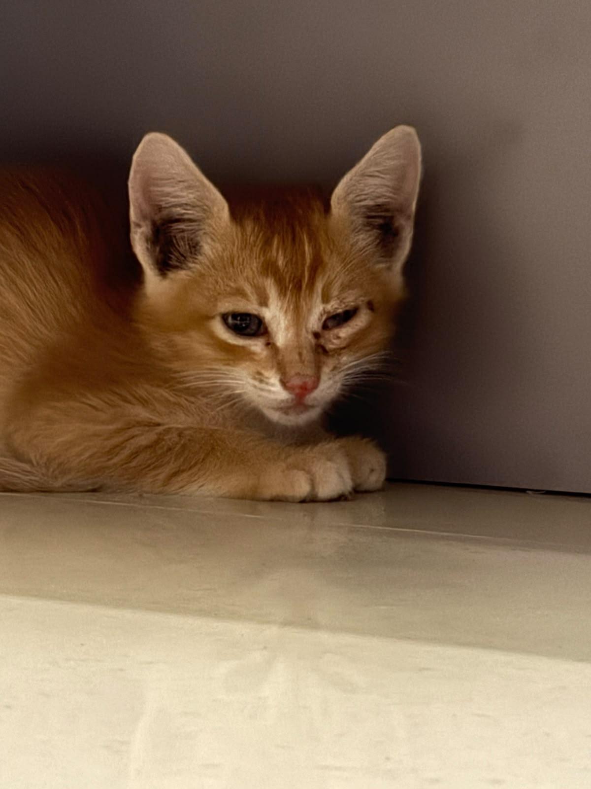 A rescued kitten in Bengaluru needs a home, or a foster, quickly