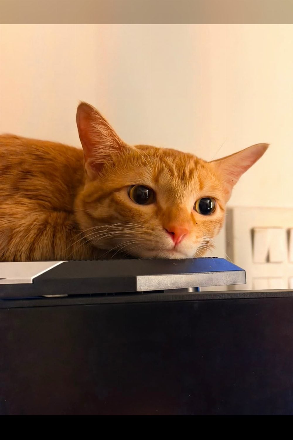 Laila, a one-year-old ginger cat who has decided she lives indoors now — Delhi NCR