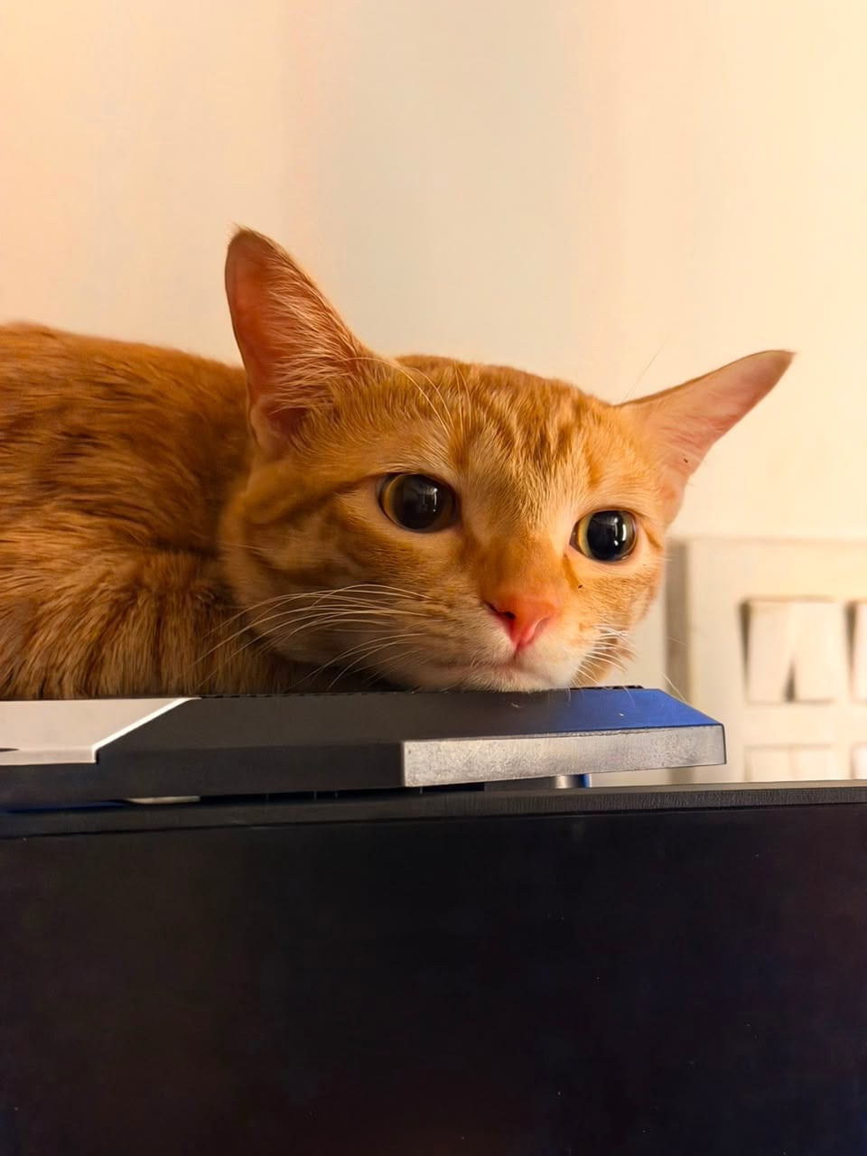 Laila, a ginger tabby cat, resting her chin on a desk and looking straight at the camera