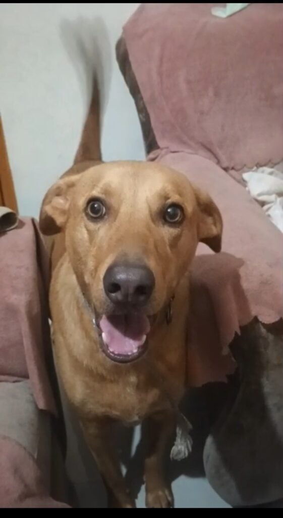 Leo, a brown desi dog lost near Jangethi gaav, Rajban Bazar, Meerut