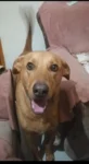 Lost Dog, Leo in Meerut