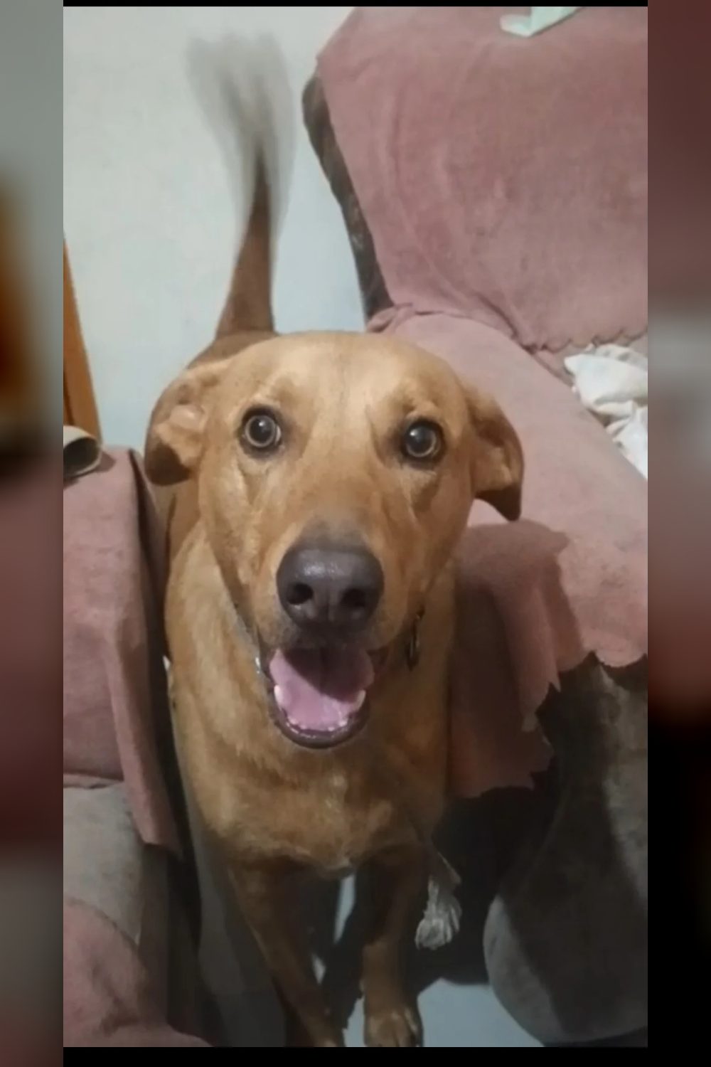 Lost Dog — Leo — Meerut