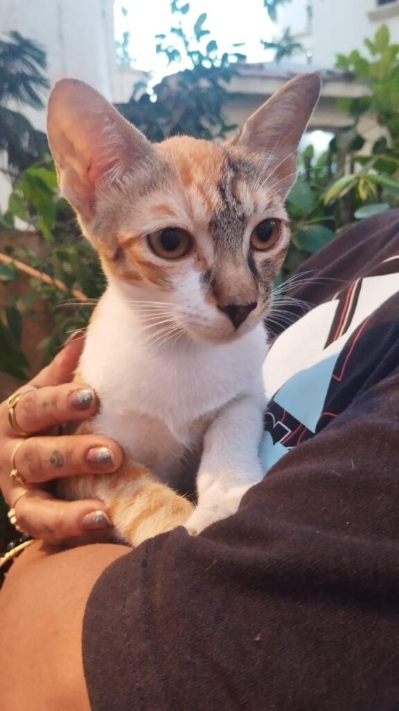 Chinni, a six-month-old calico cat in Powai, Mumbai, looking for a home.