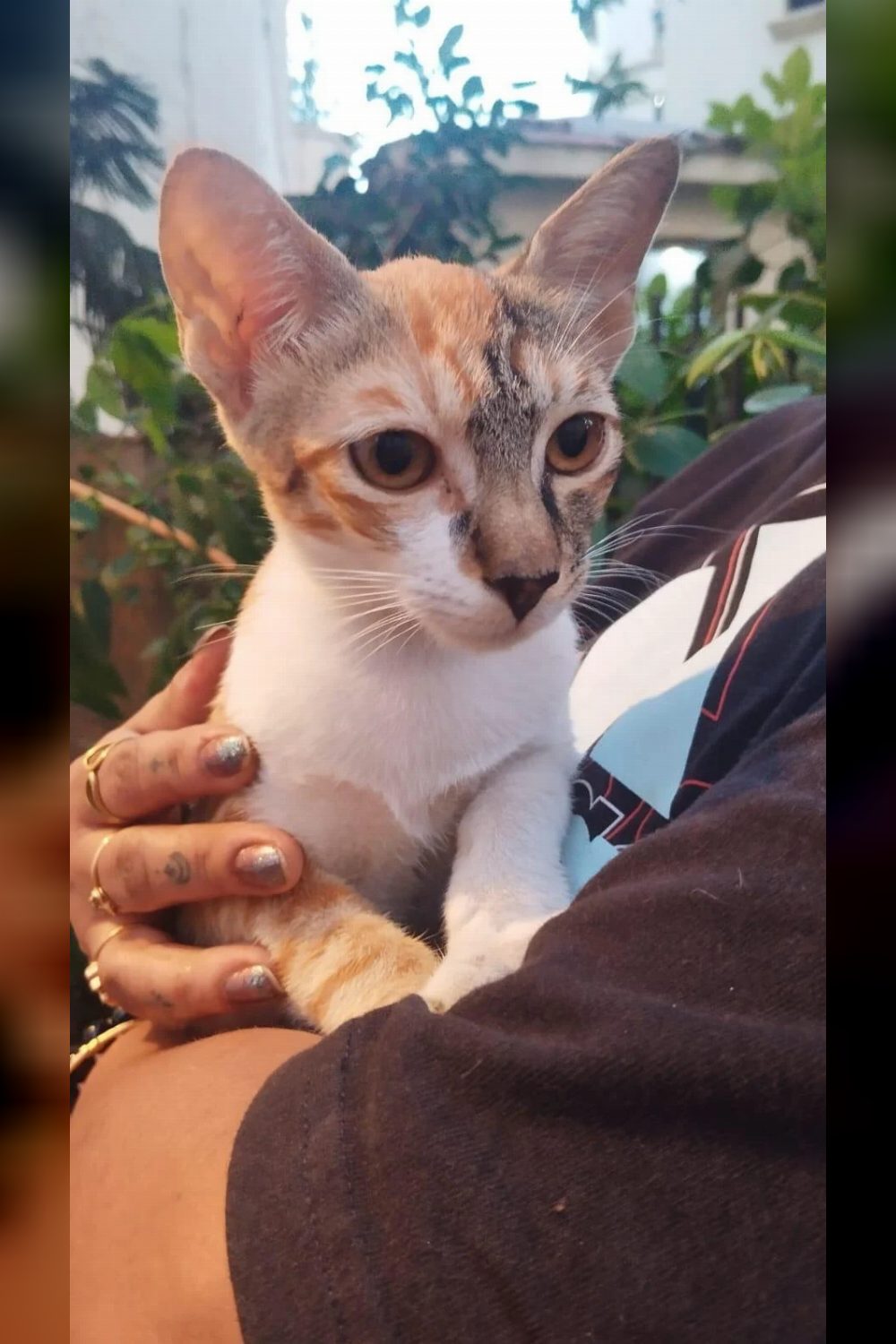 Chinni, a Playful Calico Kitten, Is Still Looking for a Home — Mumbai