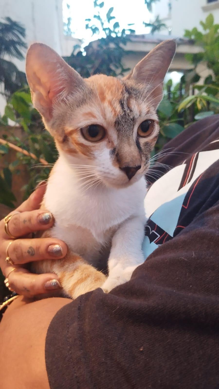 Chinni, a Playful Calico Kitten, Is Still Looking for a Home — Mumbai