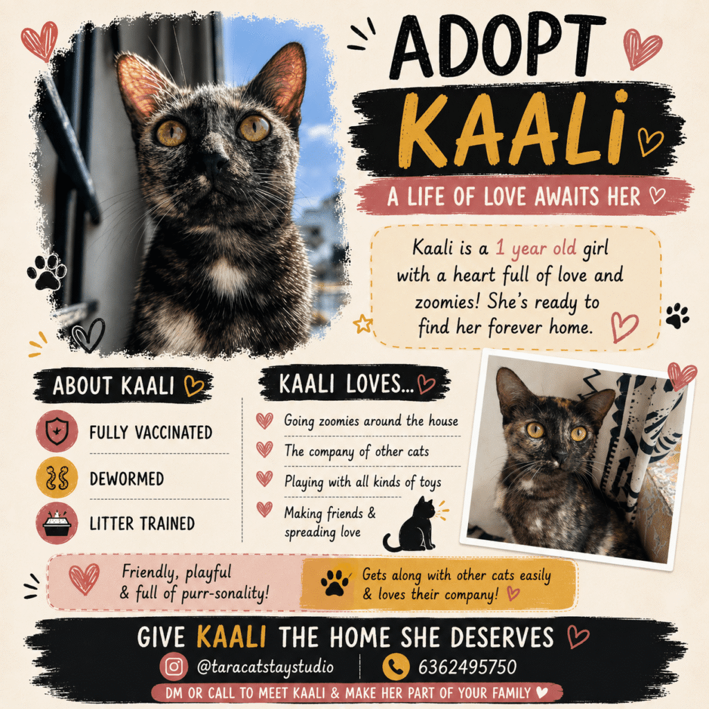 These two 1 year old cats are looking for a forever home (urgent ... - kitten for adoption in Bengaluru