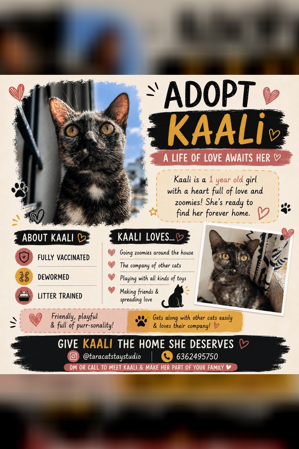 Kaali and Ralph, Two Housemates Who’d Rather Be Adopted Together — Bengaluru
