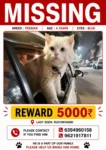 Lost Cat, Blue-Eyed Persian, Ruchi Khand in Lucknow