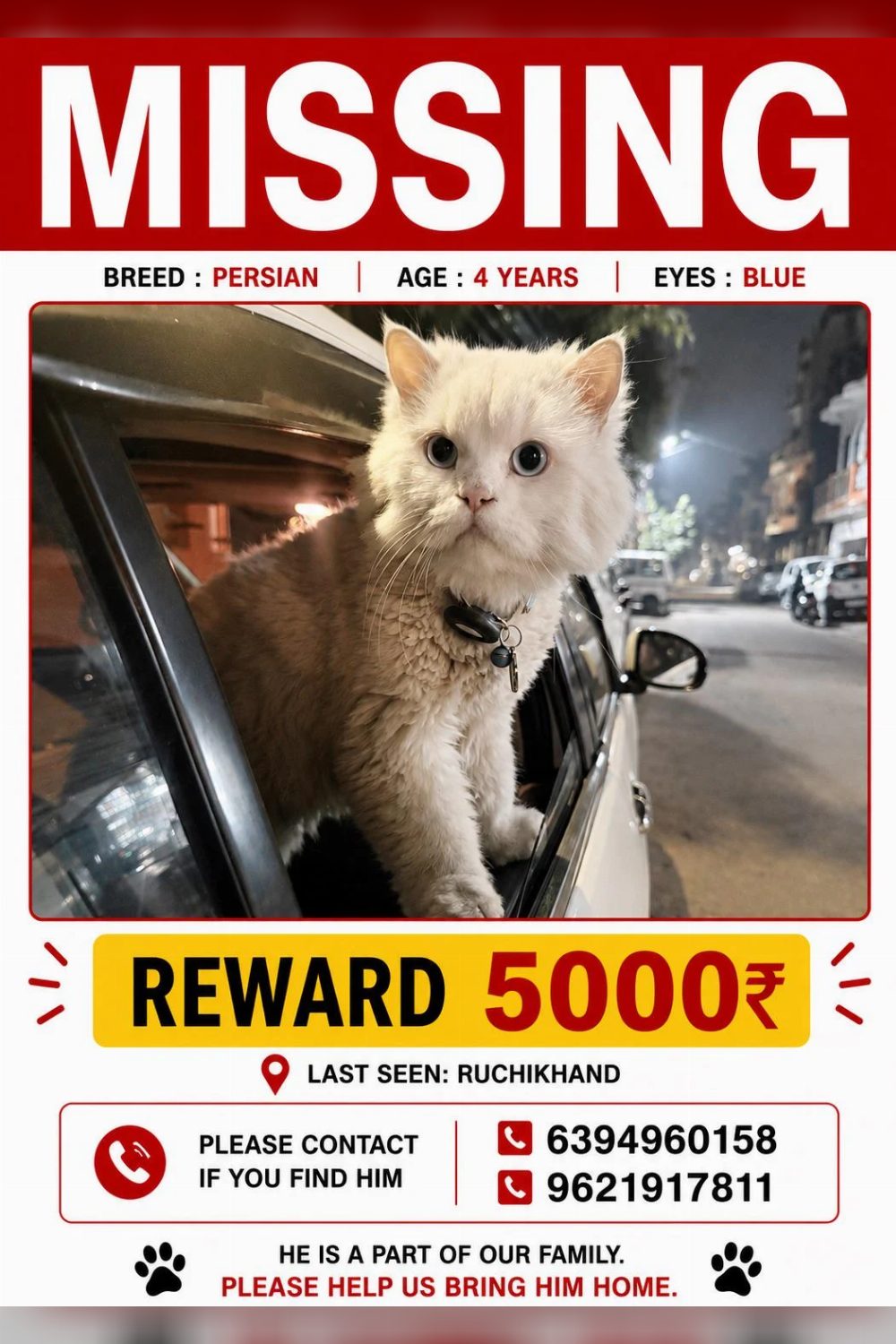 Lost Cat — Blue-Eyed Persian, Ruchi Khand — Lucknow