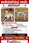 Lost Community Dog, TikTok in Bengaluru