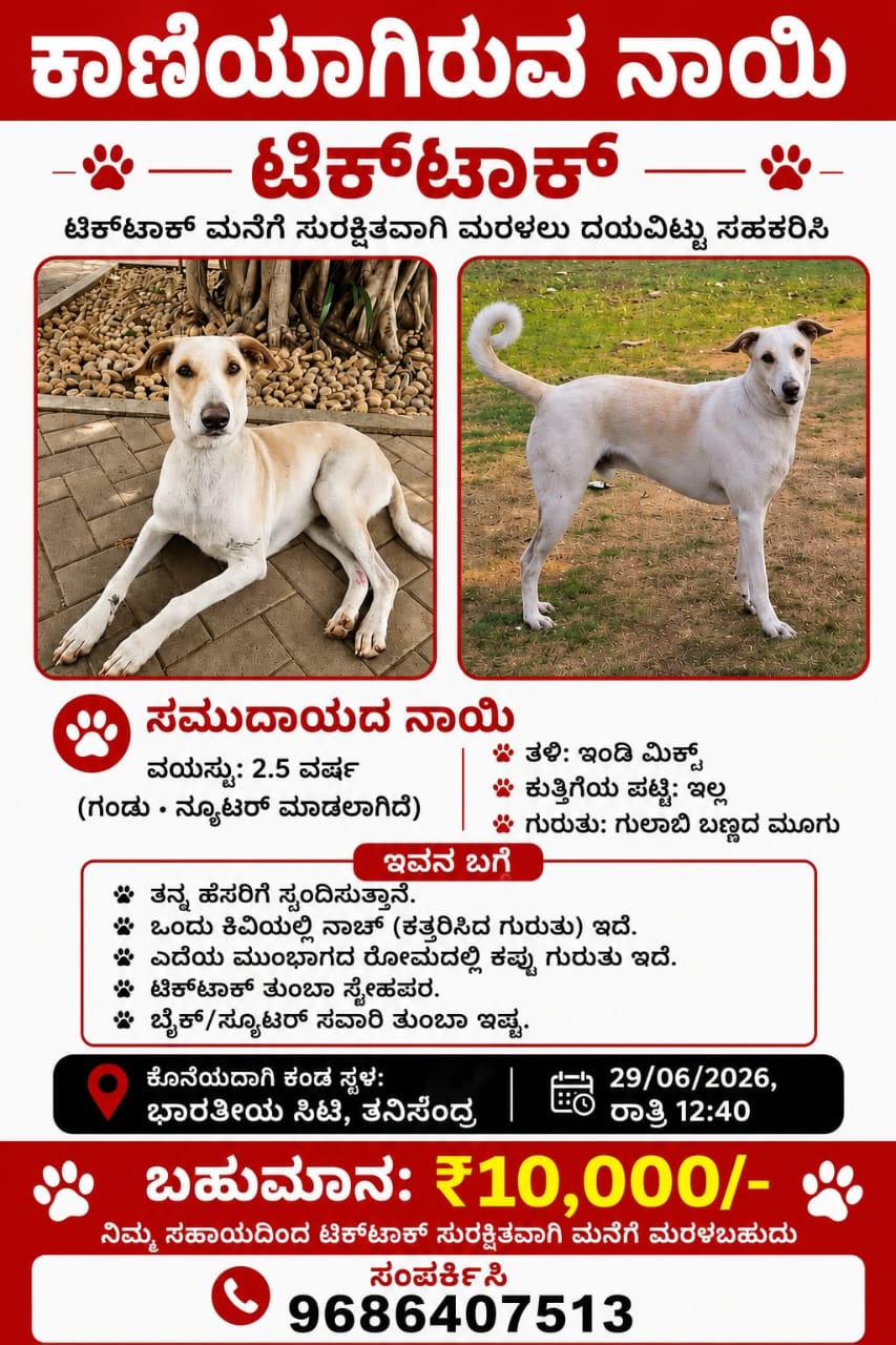 Missing dog poster for TikTok, a neutered indie mix community dog with a white and red collar, last seen at Bhartiya City, Thanisandra, Bengaluru