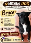 Lost Dog — Bruce — Whitefield — Bengaluru