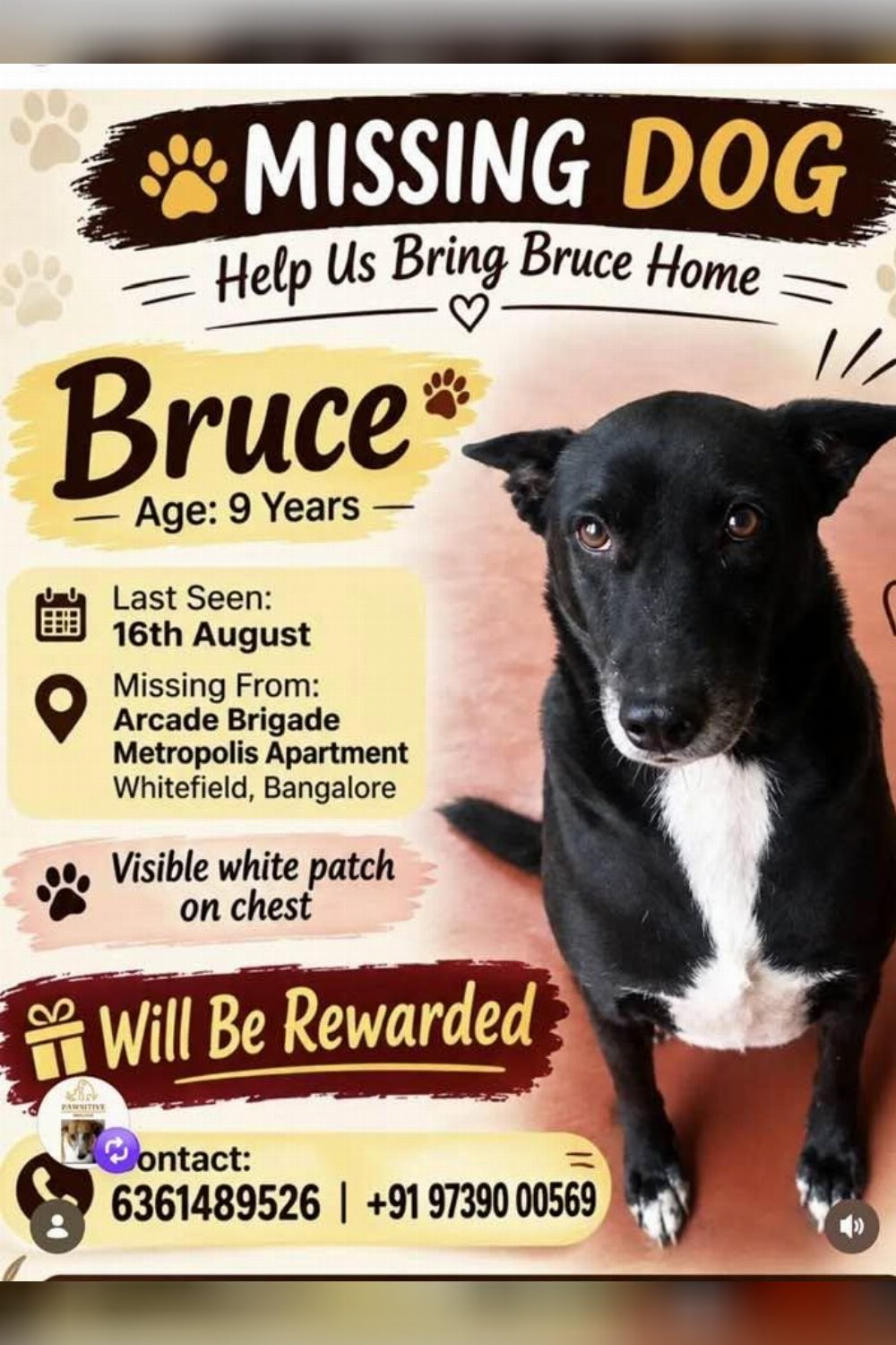 Lost Dog — Bruce — Whitefield — Bengaluru