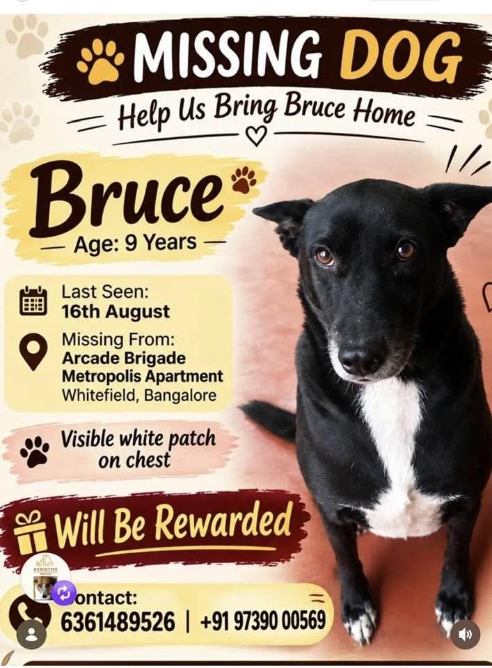 Missing dog poster for Bruce, a black indie with a white patch on his chest, last seen in Whitefield, Bengaluru