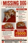 Lost Dog, Female Indie, Banashankari in Bengaluru