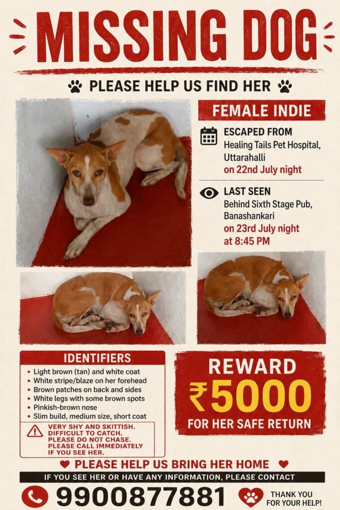 Missing dog poster for a shy female indie with a light brown and white coat, last seen behind Sixth Stage Pub in Banashankari, Bengaluru