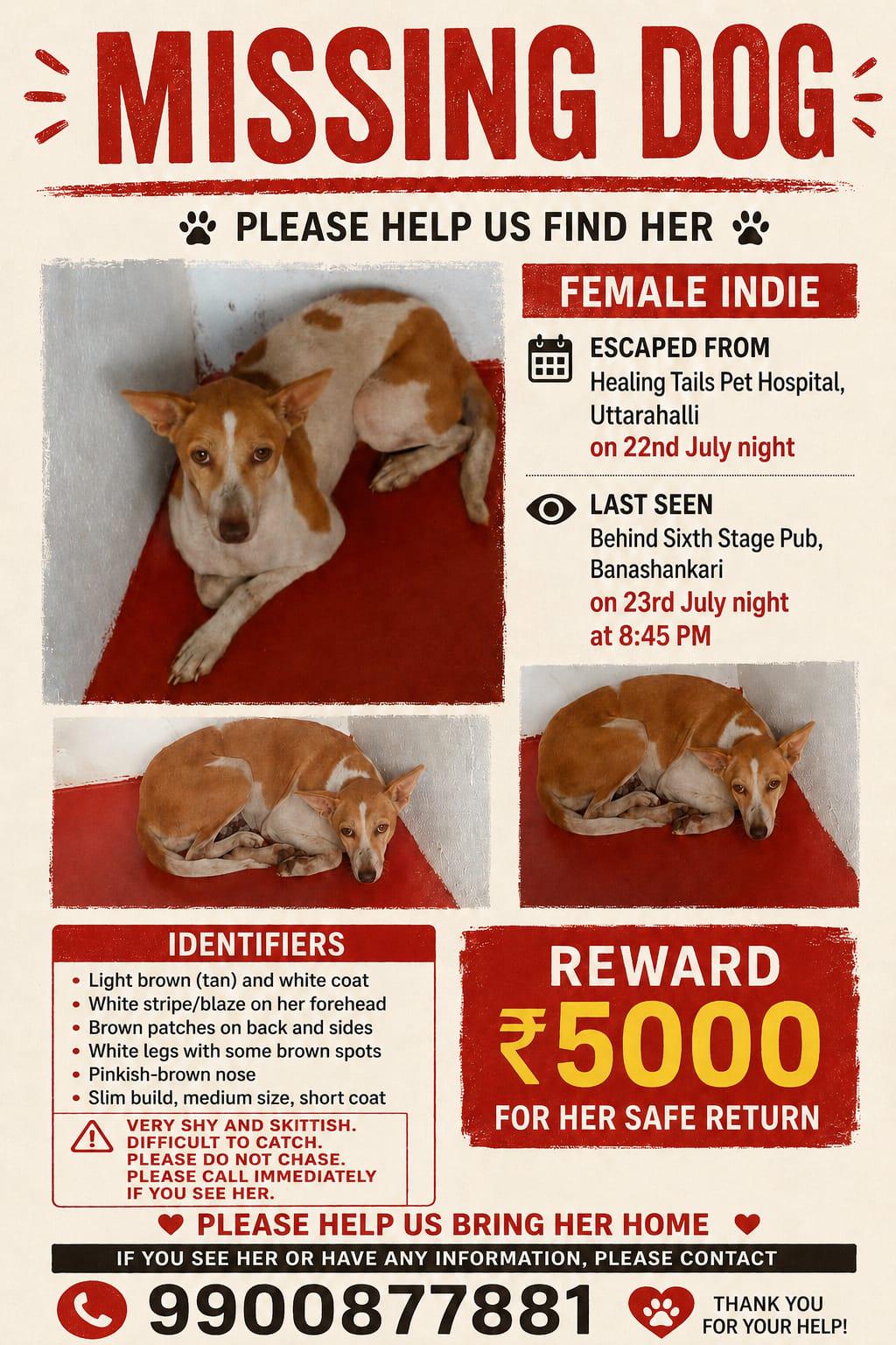 Missing dog poster for a shy female indie with a light brown and white coat, last seen behind Sixth Stage Pub in Banashankari, Bengaluru