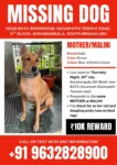 Lost Dog, Malini in Bengaluru