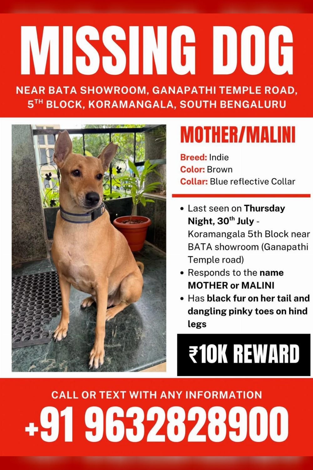 Lost Dog — Malini — Bengaluru