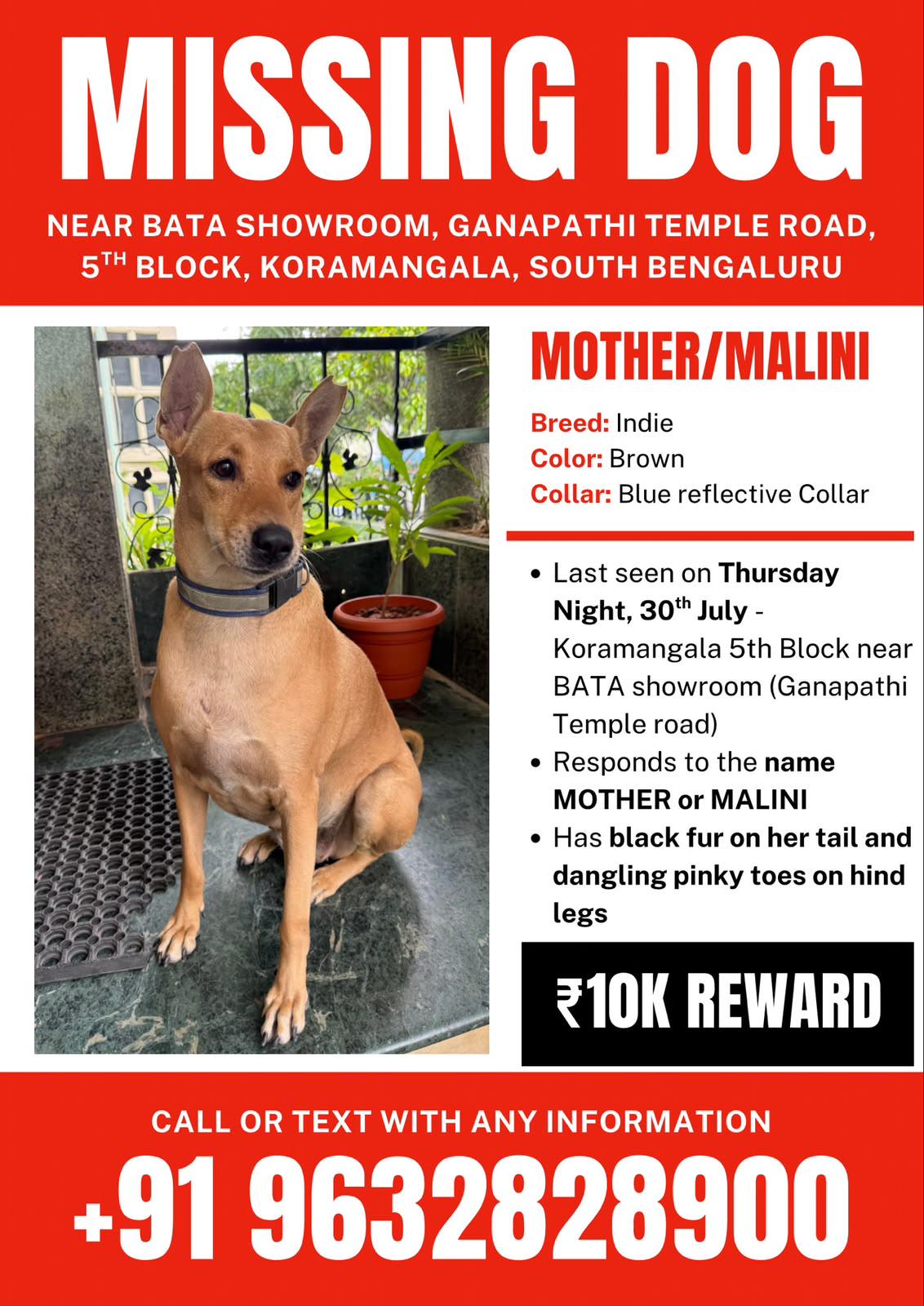 Missing dog poster for Malini, a brown indie with a blue reflective collar, last seen in Koramangala, Bengaluru