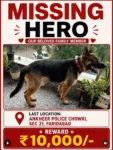 Lost German Shepherd, Hero in Delhi NCR