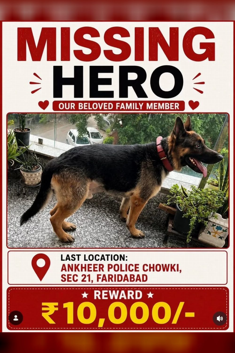 Lost German Shepherd — Hero — Delhi NCR
