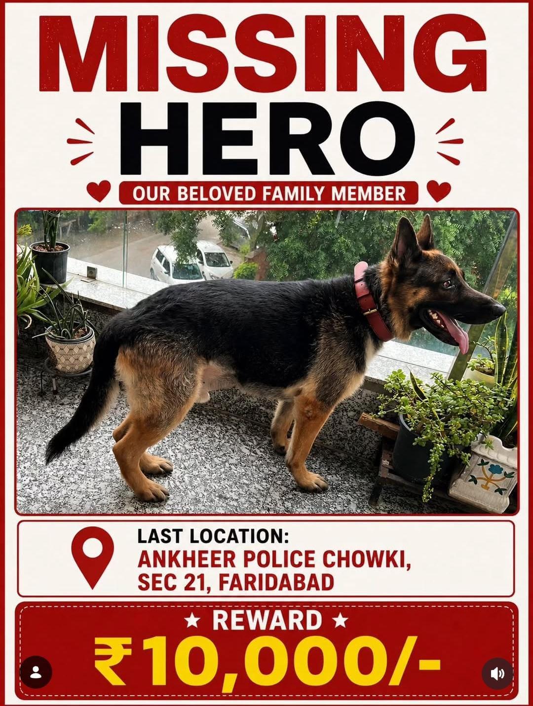 Missing dog poster for Hero, a six-year-old German Shepherd wearing a reddish-brown collar, last seen near Ankheer Police Chowki, Sector 21, Faridabad
