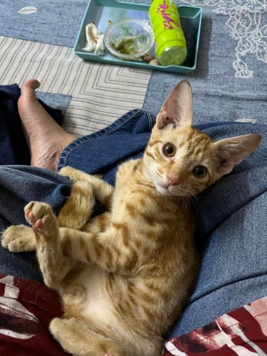 A two-month-old male kitten found alone on a staircase, now dewormed, adoptable cat in Delhi NCR