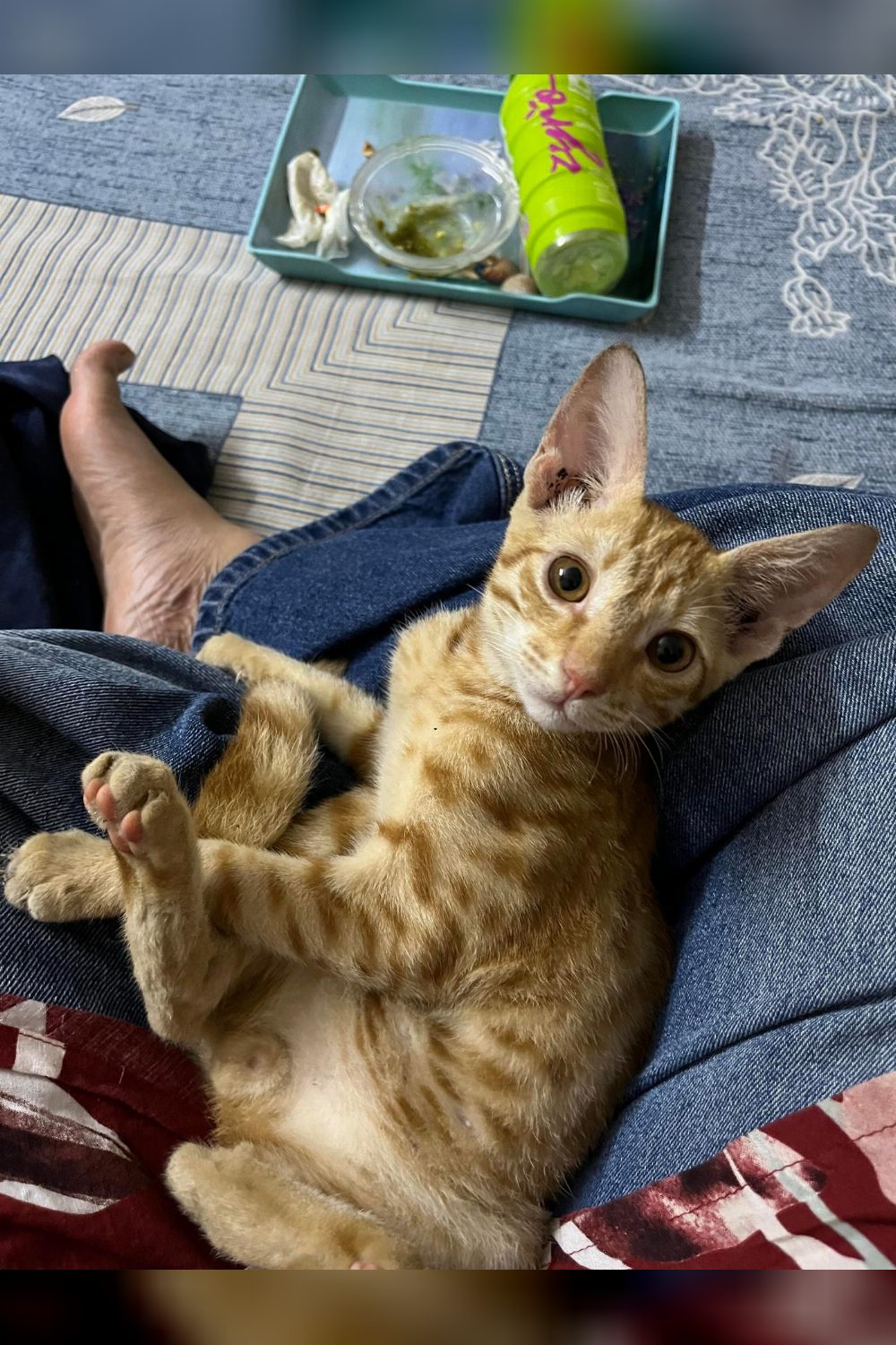 A two-month-old male kitten found alone on a staircase, now dewormed — Delhi NCR