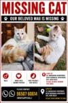 Mau, a Missing Cat From GK2, New Delhi