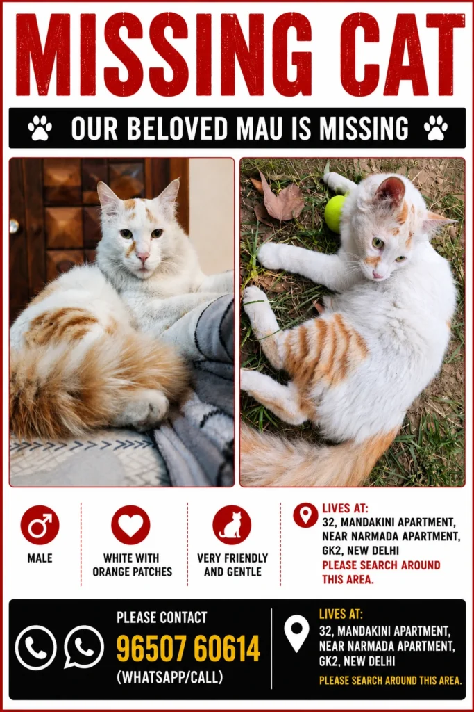 A designed 'Missing Cat' poster with two photos of a white cat with orange patches, plus a Delhi address and a contact number.