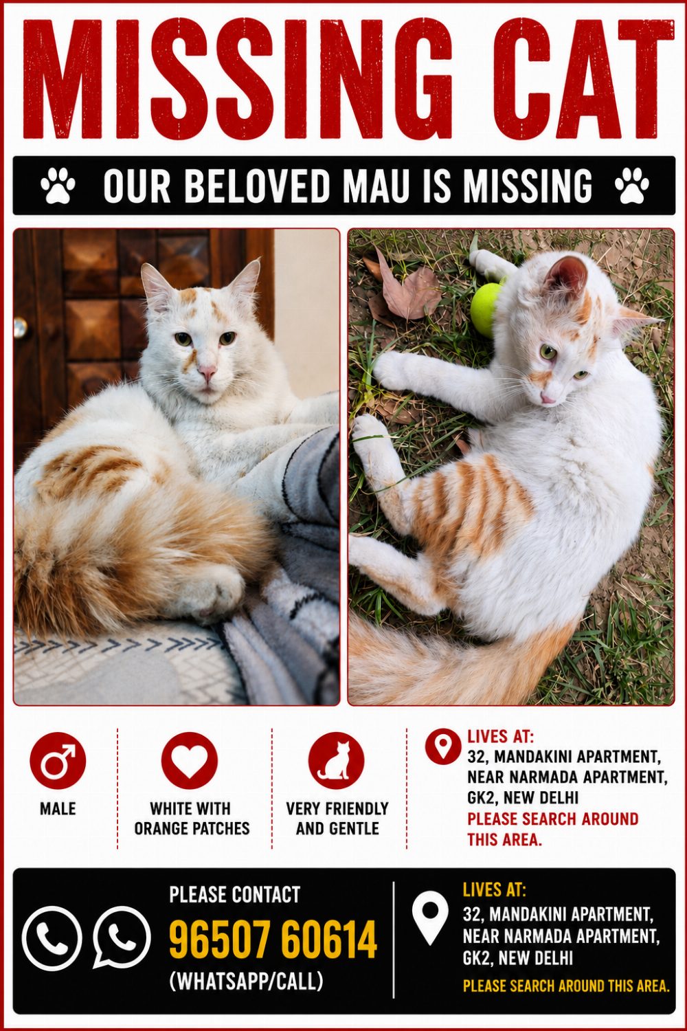 Mau, a Missing Cat From GK2, New Delhi