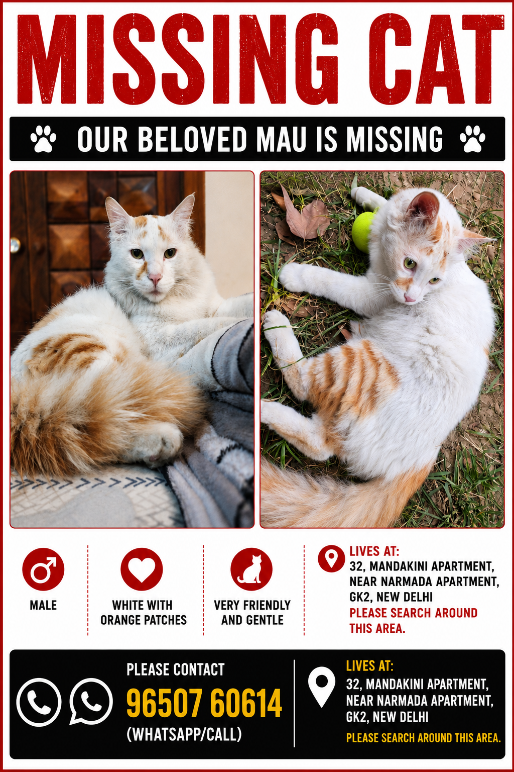 A designed 'Missing Cat' poster with two photos of a white cat with orange patches, plus a Delhi address and a contact number.